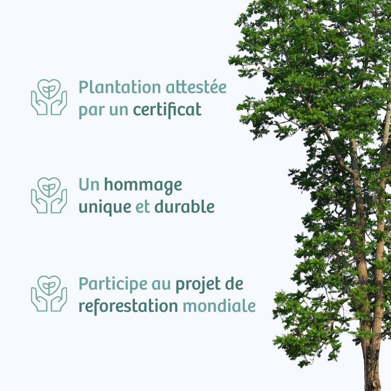 Planter un arbre en hommage à M. Pierric KERVELLA